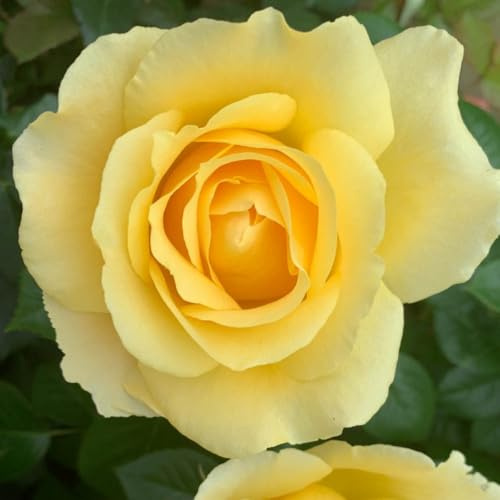 YouGarden Harkness Roses 'Alfie Boe' OBE ® Yellow Rose, 4 Litre Potted