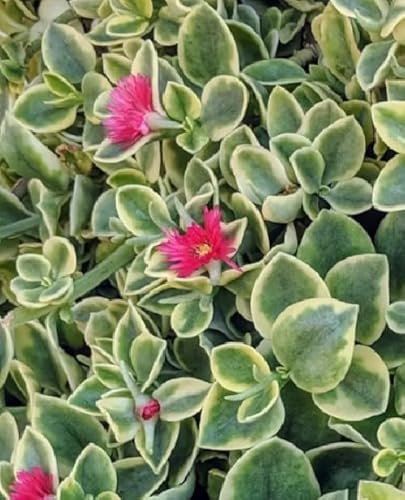 Vivaio Garden Forest - Aptenia Cordifolia Variegata – Pianta Grassa Succulenta Tappezzante da Esterno e Interno, Vaso 16 cm – Fioritura Prolungata, Foglie Variegate, Ideale per Balconi