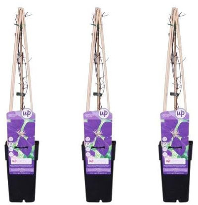 Waldrebe – Clematis 'Jackmanii' – 3 Pflanzen – Ø15cm – ca. 65cm hoch – Winterharte Kletterpflanze mit lila-blauen Blüten für Garten, Pergola & Zaun