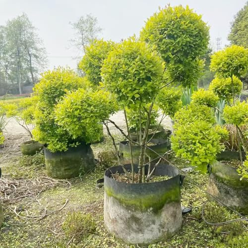 Semi di siepe di ligustro, resistenti arbusti sempreverdi, resistenti all'inverno vecchie varietà decorazioni da giardino per esterni per giardini 150pcs