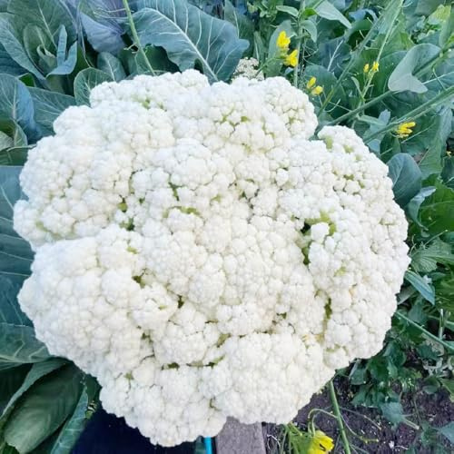 Coliflor semillas de orgánicas, variedades tradicionales Semillas de coliflor en bancales elevados jardín en balcón Compre invierno, 10semillas