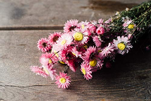 NaDeco Acroclinium Pink getrocknet im Bund ca. 50cm getrocknete Gänseblümchen Strohblumen Sonnenflügel Trockenblumen Trockenblumenstrauß Naturdeko