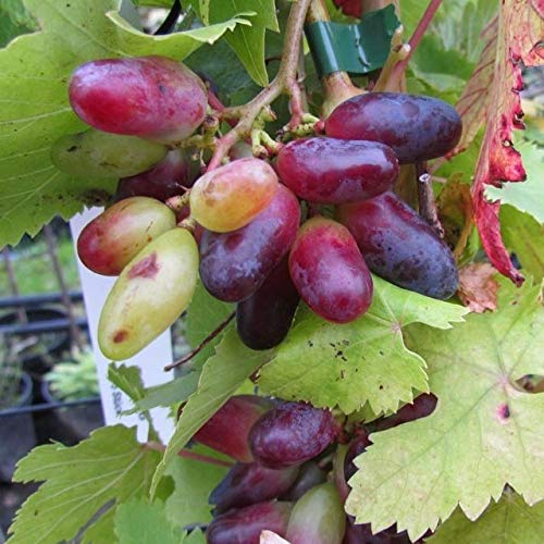 Souvenir Weinrebe bunte Datteltraube Ribes 60-80 cm im 3,5 Liter Topf