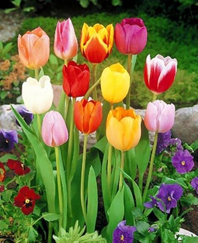 Blue Magic Design 30 Mixed Darwin Hybrid Tulip Perennial Autumn Garden Flower Bulb Corm Outdoor