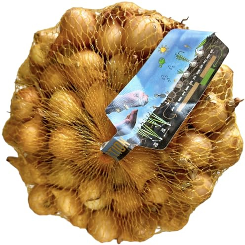 KOVA® 2x 500g Steckzwiebeln Stuttgarter Riesen gelb Mild scharfe Gemüsezwiebel Gelbe Zwiebeln in hoher Qualität zum Pflanzen im Herbst, kein Samen, Steckzwiebel im Netz + 1 Bildmagnet