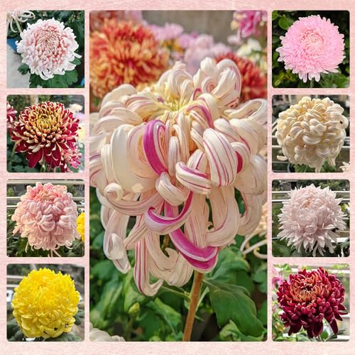 semi di crisantemo resistenti - decorative per la cucina e il giardino perenni da esterno 150pcs