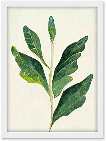 Doppelganger33 LTD Detail Of Rubber Fig Plant Botanical Illustration Artwork Framed A3 Wall Art Print