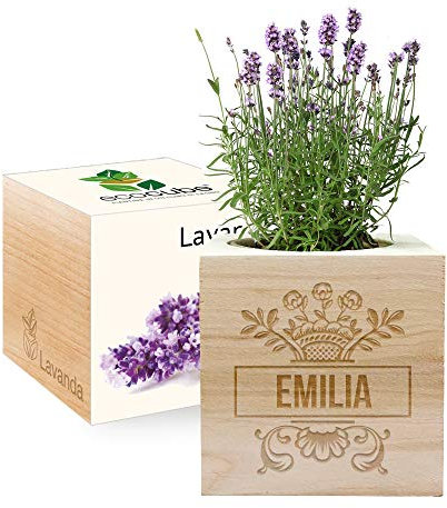 Amikado - EcoCube personalizzabile con incisione Nome (Lavanda), Kit per Far Crescere la Propria pianta, Idea Regalo (100% Ecologica)