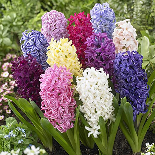 Pack de 8 Bulbos de Jacinto Mix Color Hyacinthus para Terraza y Jardín