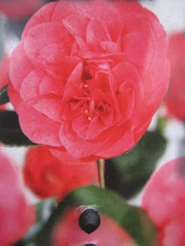 Japanische Kamelie Curly Lady - Camellia japonica - immergrün 40-60
