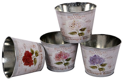 Nature by Colibrì Set Fiore Pianta Pentola zinco Ortensia vaso 21 cm