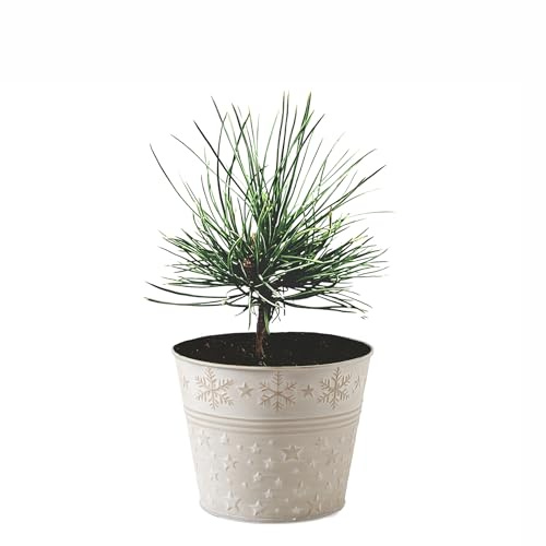 Seedeo® Zirbel-Kiefer/Zirbe (Pinus cembra) ca. 10 cm hoch Geschenkedition Topf mit Sternen + Jutesack