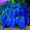 200 Unids Hosta Plantaginea Semillas Fragantes Plátano Bonsai Planta Hogar Jardín Decoración Semillas de Jardinería para Plantar Ahora Semillas de hosta plantaginea
