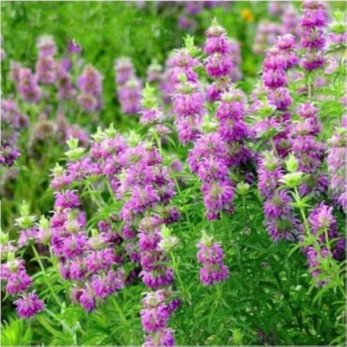 Buy4seeds Purplish Lilac Lemon BEE Balm Mint - 300 Seeds - Monarda citriodora