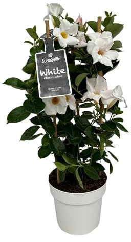 Mandevilla Dipladenia Kletterpflanze, Weiß, Ø17cm, Höhe 55cm