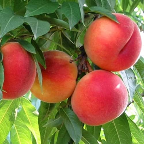 Vivai le Georgiche - Pianta vera di Pesco Noce nano Necta Me var. Venus Rosso - Prunus persica 'Necta Me var. Venus Rosso' - Nettarina - diametro vaso Ø 20 cm