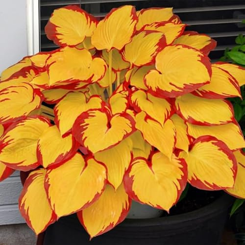Funkien Rhizoms-Schattentolerante Premium-Stauden Gartenprojekte-Winterhart Geeignet FüR Eingangsbereiche -4 hosta-a