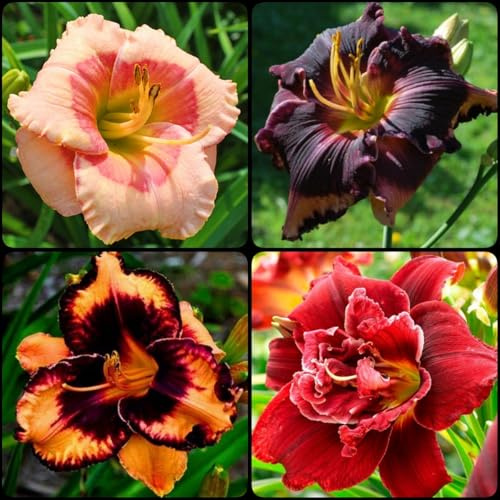 Winterhart, Beste Sorte, Botanik Kollektion, Pflegeleicht, BlüHend, Hemerocallis, Taglilien, Mehrjährig, (/Stauden/Staude/) -5Zwiebeln-G