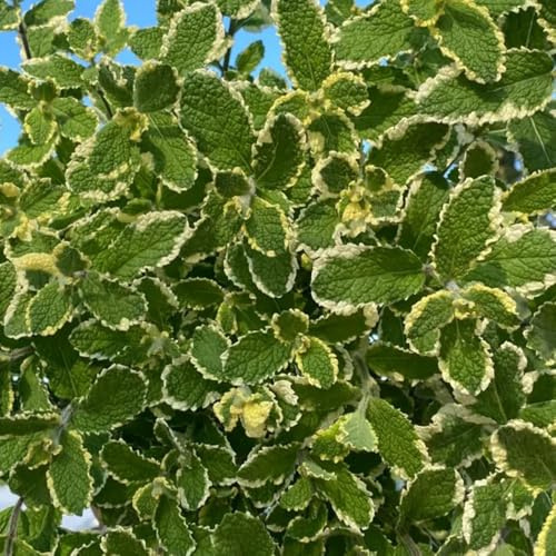 semillas de menta orgánica de jardín perennes resistentes decorativas, 1000pcs