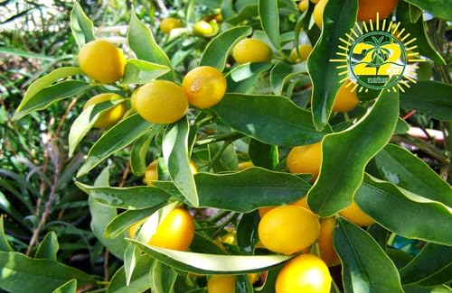 22KW Natur 3KG Universaldünger für Tropische Palmen Pflanzen Bananen Oliven Bäume Zitronen-, Palmen. Pflanzen im Garten Düngen