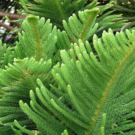 80 graines de plantes d'Araucaria vertes