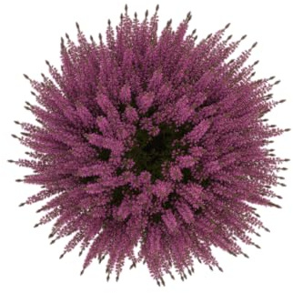 Planta Calluna (Brezo) Natural Color y Estilo Eterno DECOALIVE