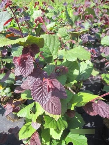 Corylus avellana Rotblättrige Zellernuss - Haselnussstrauch - 60-80