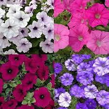100 pezzi Tidal Wave 4 ietà di semi di Fiori di Petunia