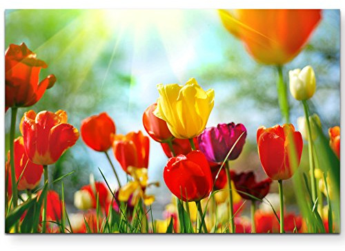 Leinwandbilder | Bilder Leinwand 120x80cm bunte Tulpen im Sonnenschein