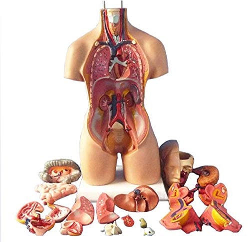 SHANRROW Modell Der Menschlichen Körper Torso 55Cm Innere Organe Anatomische Medical Anatomisches,Menschliche Körper-Anatomie Für Medizinische Ausbildung