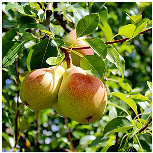 Beurre Hardy Pear Tree 3-4ft in 4L Pot Ready to Fruit.Full & Distinctive Flavour 3fatpigs®