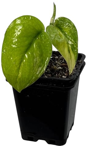 Scindapsus jade satin variegata – seltene Zimmerpflanze mit Panaschierung, Kletterpflanze für Moosstab und Rankstab, exklusive Indoor Jungle Sammlerpflanze für Wohnräume