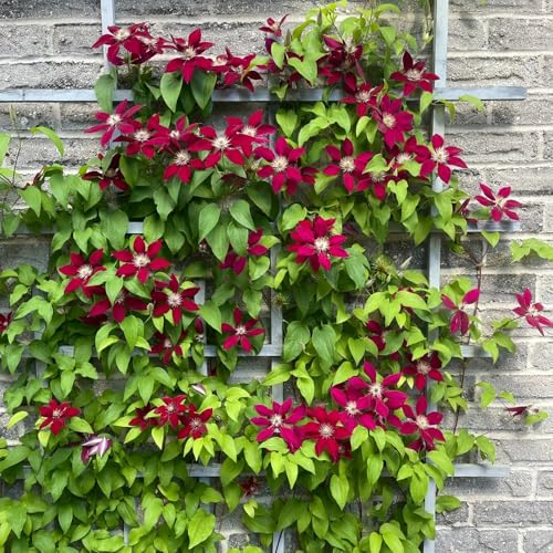 2 pcs Clematis Winterhart Mehrjährig Zwiebeln, blumenzwiebeln winterhart hängepflanzen Clematis florida, Klematis, frühlingsblumen zwiebeln blumen garten blumenzwiebeln sommerblüher