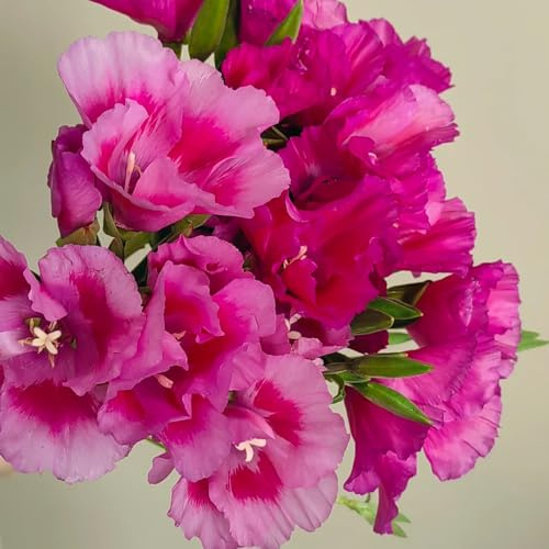 Semillas de azalea de verano, semillas de mariposas decoración de sala de estar invernaderos de balcón de balcón semillas de cobertura del 150pcs