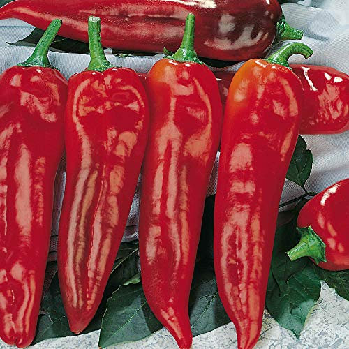 Suttons Sweet Pepper Capsicum Seeds Corno di Toro Rosso Vegetable Seeds, Approx. 25 Seeds per Pack, Grow Your own Sweet Pepper Plants from Seed, Ideal for Containers, Greenhouses