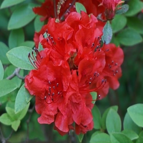 100pcs Azalea Flower Seeds