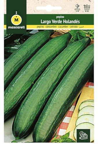 Mascarell Graines, concombre, pépin, graines potager, long vert hollandais, créez votre propre potager urbain et cultiver à la maison, plantes horticoles, 1 g