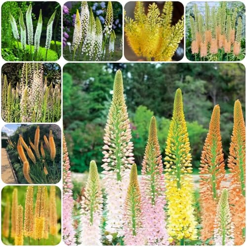 Semi resistenti alle candele steppa, semi di da balcone di selvatici decorazione floreale da esterno resistenti esotiche per luoghi soleggiati 180pcs
