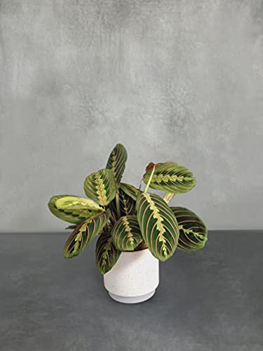 All Occasions Indoor Houseplants with Ceramic Pot, Real Indoor Plant for Home, Bedroom, Kitchen and Living Room, Perfect for Clean Air, Delivered Next Day Prime (Prayer Plant)