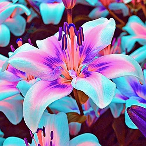 Lily Bulbs-Lily Bulbs for Planting Now UK,Wedding Flowers,Garden Flowers,Ornamental Flowers,Hardy Perennial-2bulbs-b