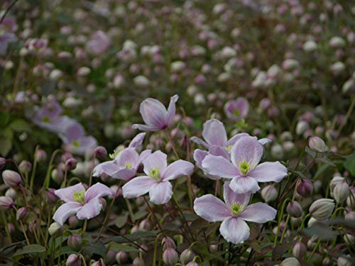 Clématite Montana Mayleen C 3 Litres