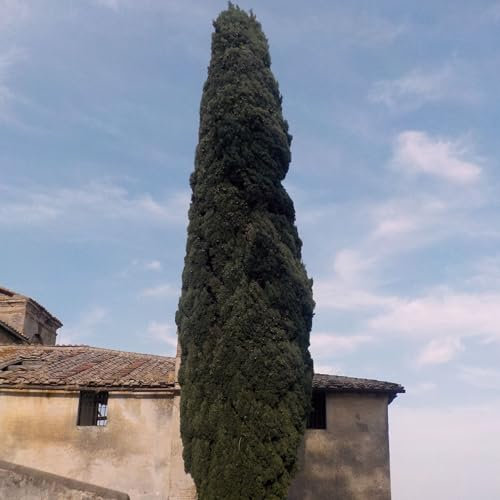 Vivai le Georgiche - Pianta vera di Cupressus sempervirens Pyramidalis - vaso Ø 24 cm