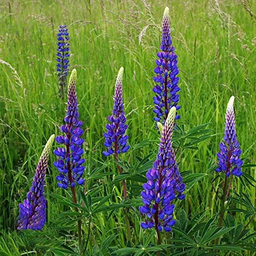 lupinen, lupine - bio balkon blumendeko lupinensamen balkonpflanzen ausgefallene geschenke frühlingsblume winterharte kübelpflanzen herbst deko winterharte garten deko blumenwiese 450samen