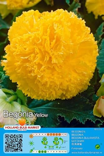 Begonienzwiebeln : Begonia fimbriata yellow - Gefranste Begonie  gelb  1 Blumenzwiebel/Knolle