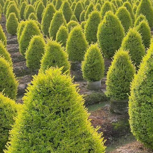 Semi di siepe di ligustro, da balcone per giardinieri siepi per luoghi soleggiati raro organico esotico resistenti giardini rocciosi resistenti arbusti 450pcs