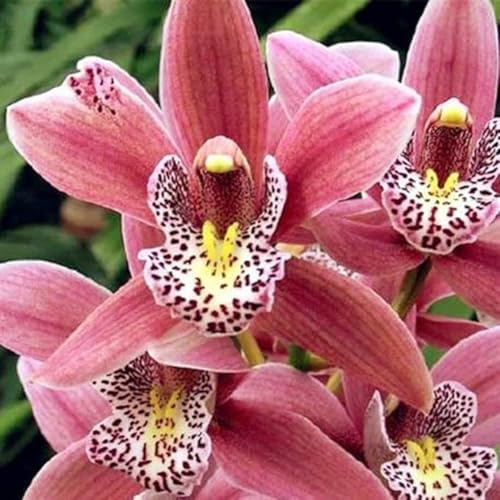 Cymbidium,Vari Colori,perenni,splendente e vivace,Ambiente Paesaggistico,Decorazione del giardino.-3Cymbidium pezzo-F