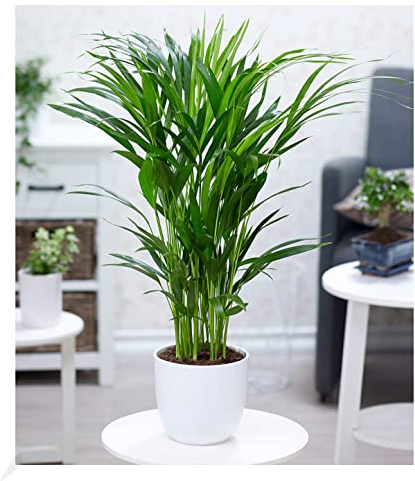 BALDUR Garten 1x Areca Palme ca. 60-70 cm hoch, Pflanze im 17 cm-Topf | pflegeleichte Zimmerpflanze, Zimmerpalme, Goldfruchtpalme, mehrjährig - frostfrei halten, ideal für Wohnung & Büro