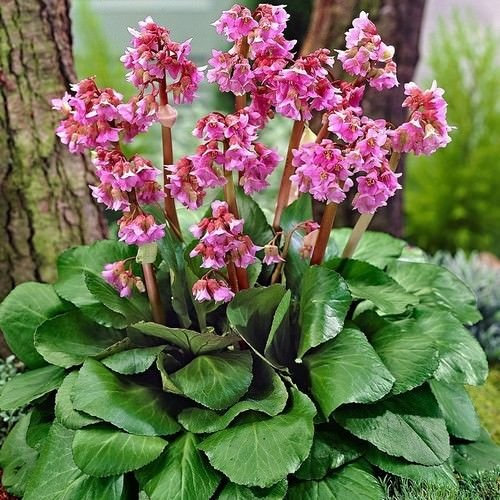 15 Bergenia Fiori semicorazón (Bergenia Cordifolia)
