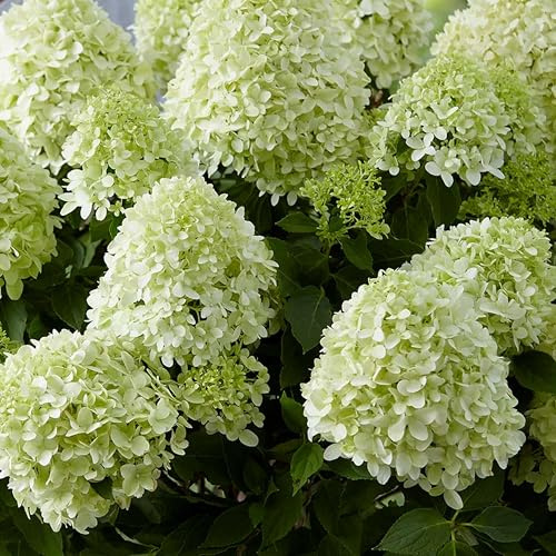 GARTEN SCHLÜTER® Zwerg-Rispenhortensie Little Spooky reinweiß | Hortensie winterhart & mehrjährig - Hydrangea paniculata - 1 Pflanze