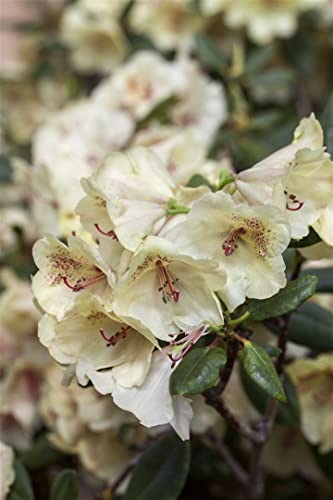 Rhododendron Hybr. 'Viscy' 80-90 cm - Rhododendron, rosa Blüten, Blütezeit Mai-Juni, ideal für Halbschatten, immergrün, winterhart